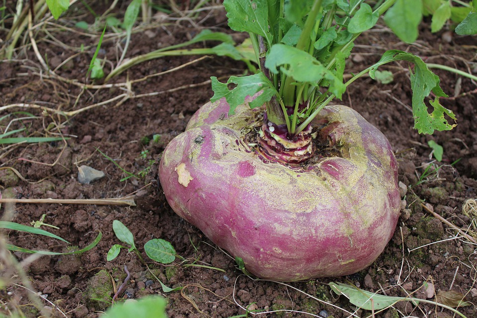 rapa radice e fusto verde in terra