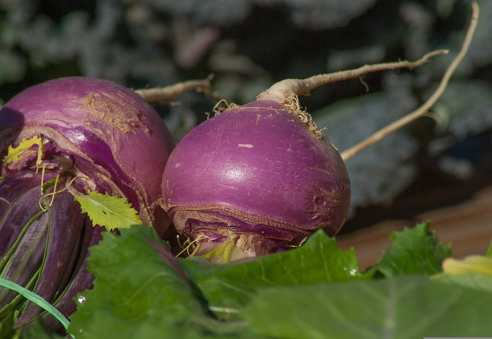 due rape viola su foglie verdi