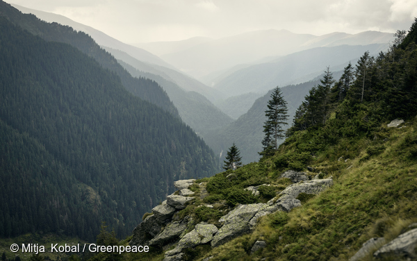 COP27 - una foresta europea con tanti alberi sui pendii delle montagne