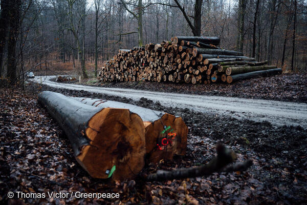 emergenza climatica - dei tronchi d'albero appena tagliati e accatastati in mezzo alla foresta e in primo piano due enormi tronchi appoggiati al suolo