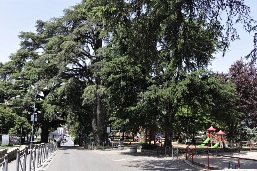 cedro del libano