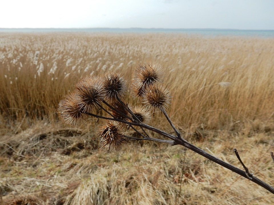 bardana secca in campo ingiallito dall'arsura