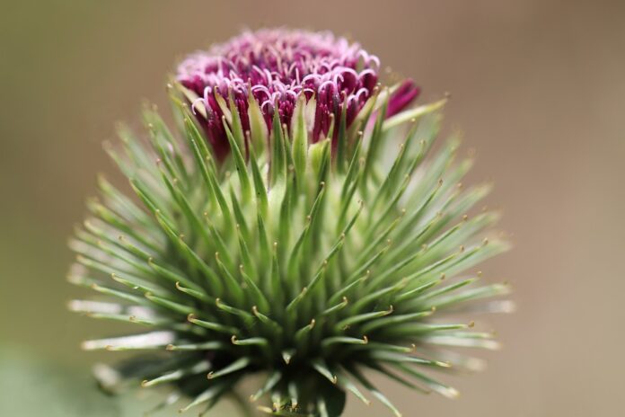 la barba medicinale stelo verde e fiore porpora