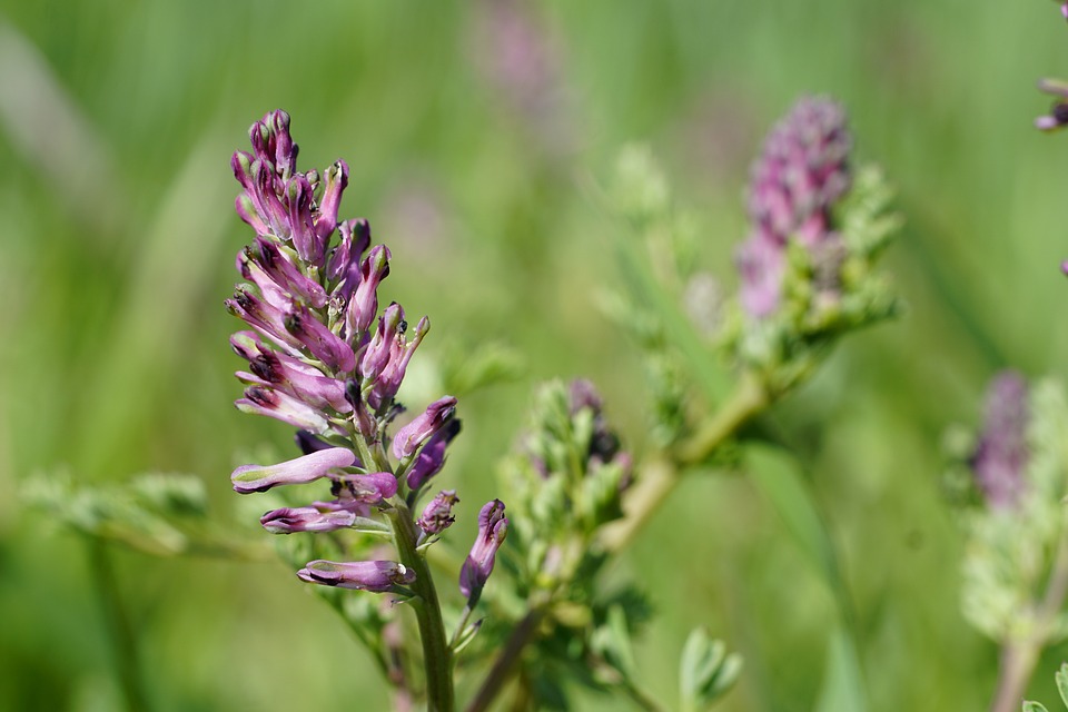 fiori di fumaria in un campo con foglie e erba verde