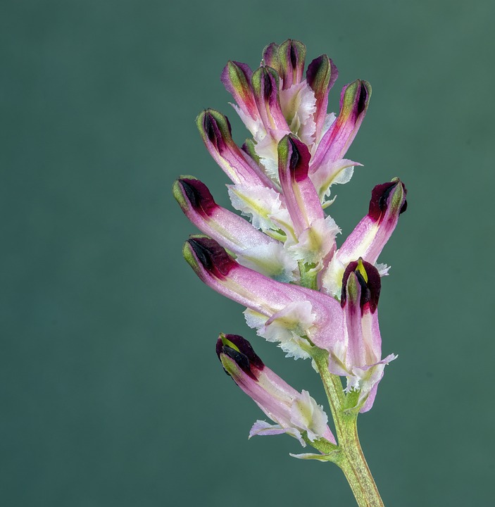 fiore di fumaria rosa bianco con punte violacee