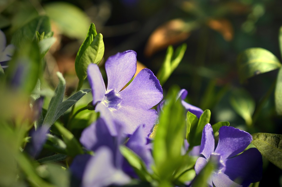 fiori di pervinca con foglie