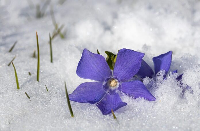 un fiore di pervinca tra la neve