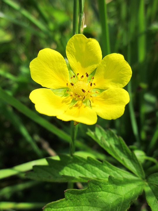 fiore giallo di potentilla a sei petali