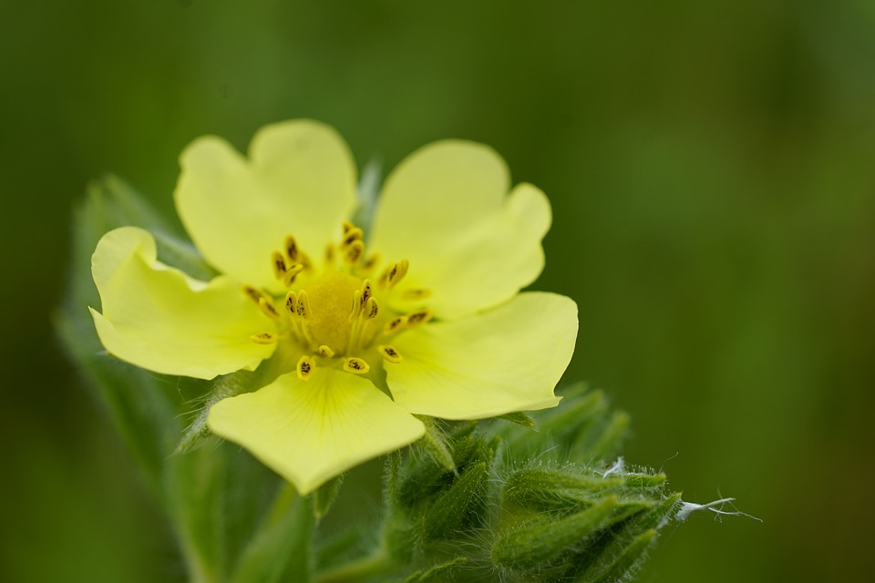 fiore giallo di potentilla con cinque petali in un prato