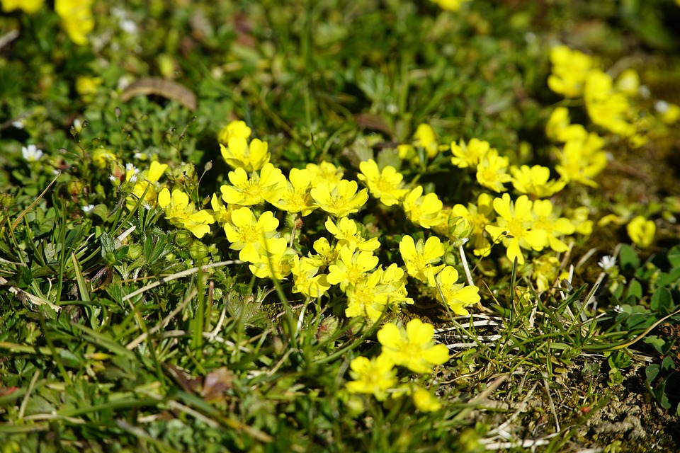 piccolissimi fiori lungo il terreno gialli