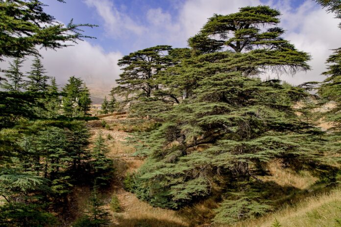 giornata degli alberi - una collina con dei cedri del libano