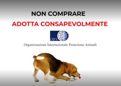 Animali in dono a Natale - un cane di schiena, marrone, nero e bianco, probabilmente di razza beagle 