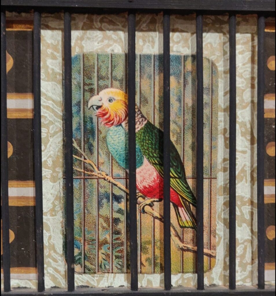 un uccello in gabbia coloratissimo
