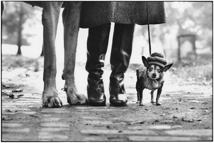 Elliott Erwitt - una doto in bianco e enro dove si vedono le gambe e i piedi di un uomo, di una donna, e c'è un cagnolino con un buffo cappello sulla testa