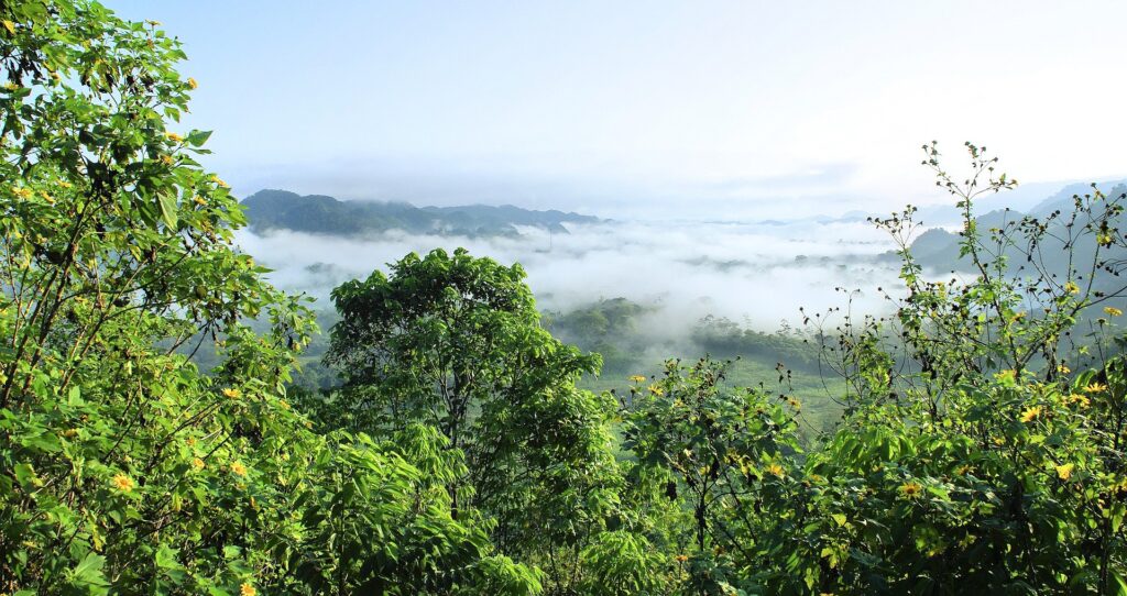 diritti umani e biodiversità - nella foto una veduta della foresta amazzonica con molte piante e una nebbia al fondo