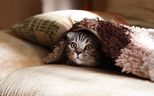 botti di capodanno, un gattino tigrato piccolo, si nasconde sotto una coperta e ha l'espressione impaurita