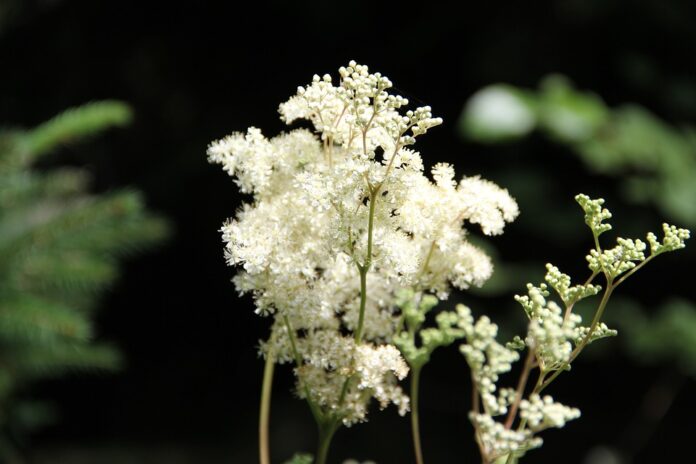 pianta di olmaria fiorita con piccoli fiori bianchissimi