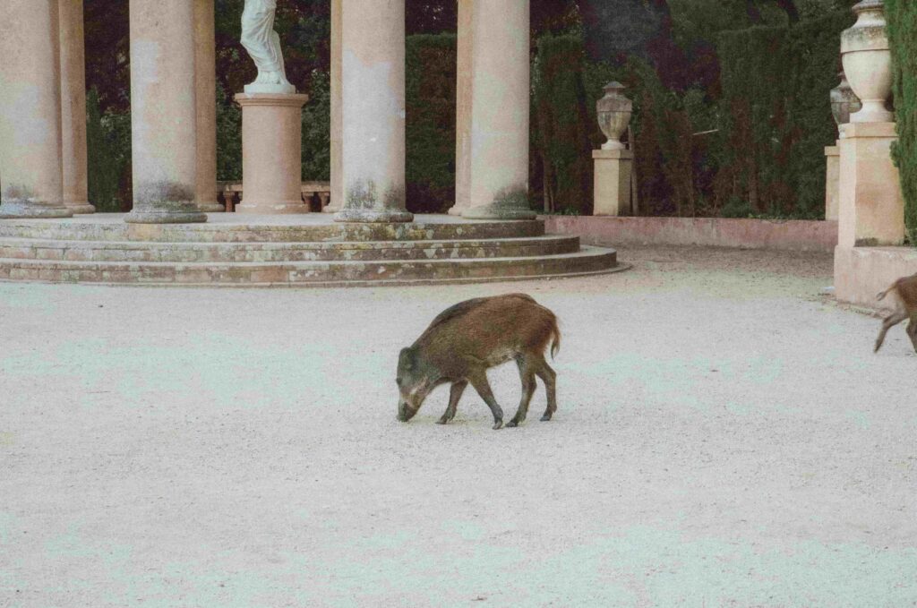 caccia al cinghiale - un cinghiale in una piazza italiana