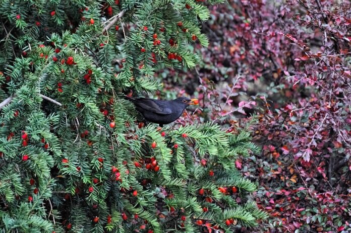 pianta di tasso a foglioline verdi con tordo