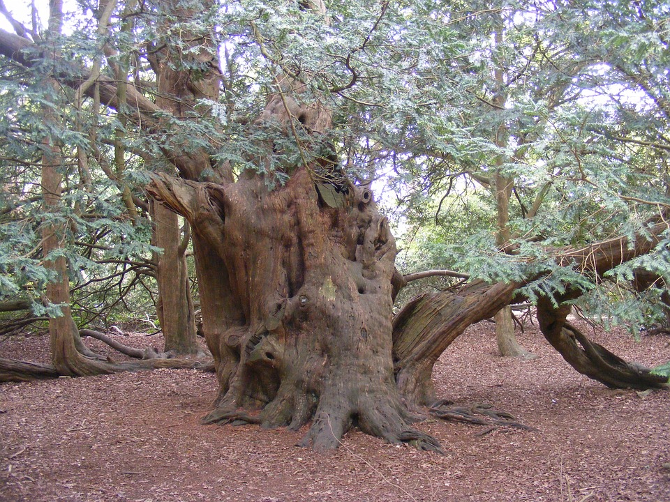 vecchia pianta di tasso secolare in un bosco