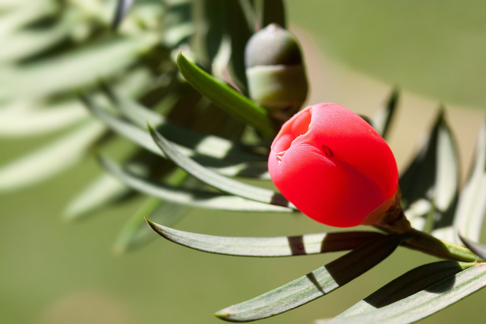 frutto di tasso rosso porpora su ramo verde aghiforme