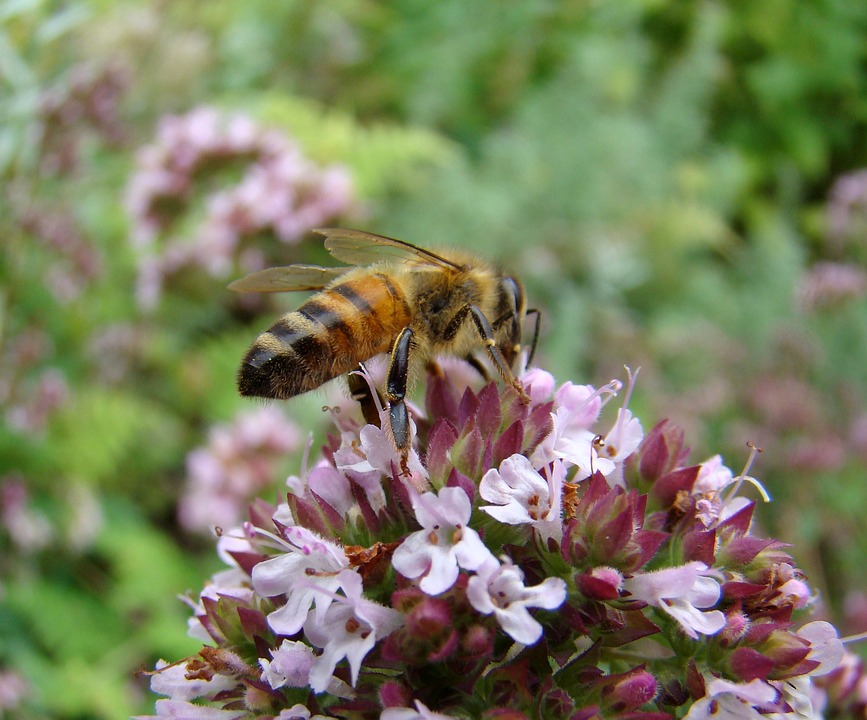 un ape che impollina fiori di timo violacei su un terreno
