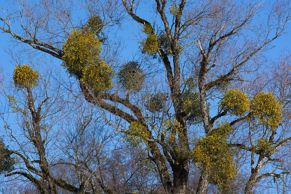 il vischio sull'albero