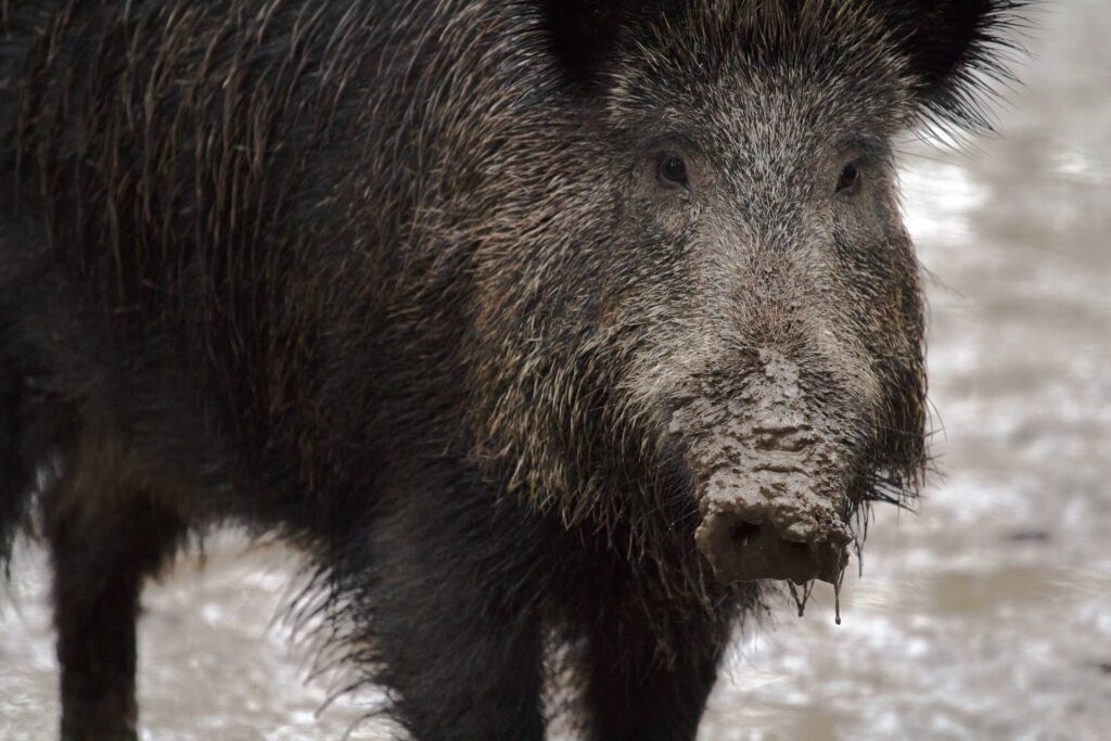 Legambiente caccia al cinghiale - un cinghiale scuro