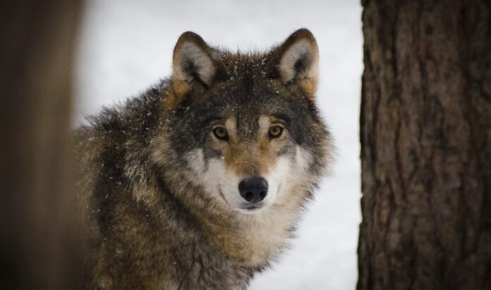 caccia - un lupo a pelo scuro in mezzo a due alberi e alla neve