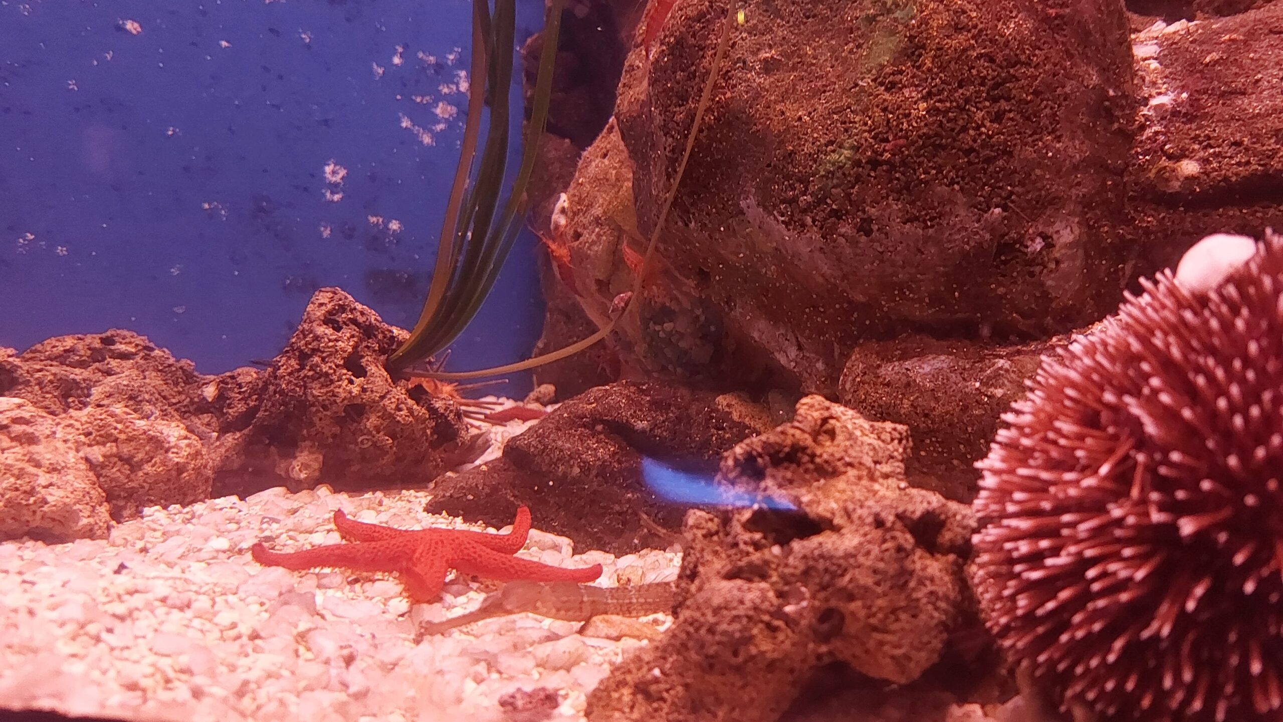 delle stelle marine rosse appoggiate su un fondale di sabbia e rocce