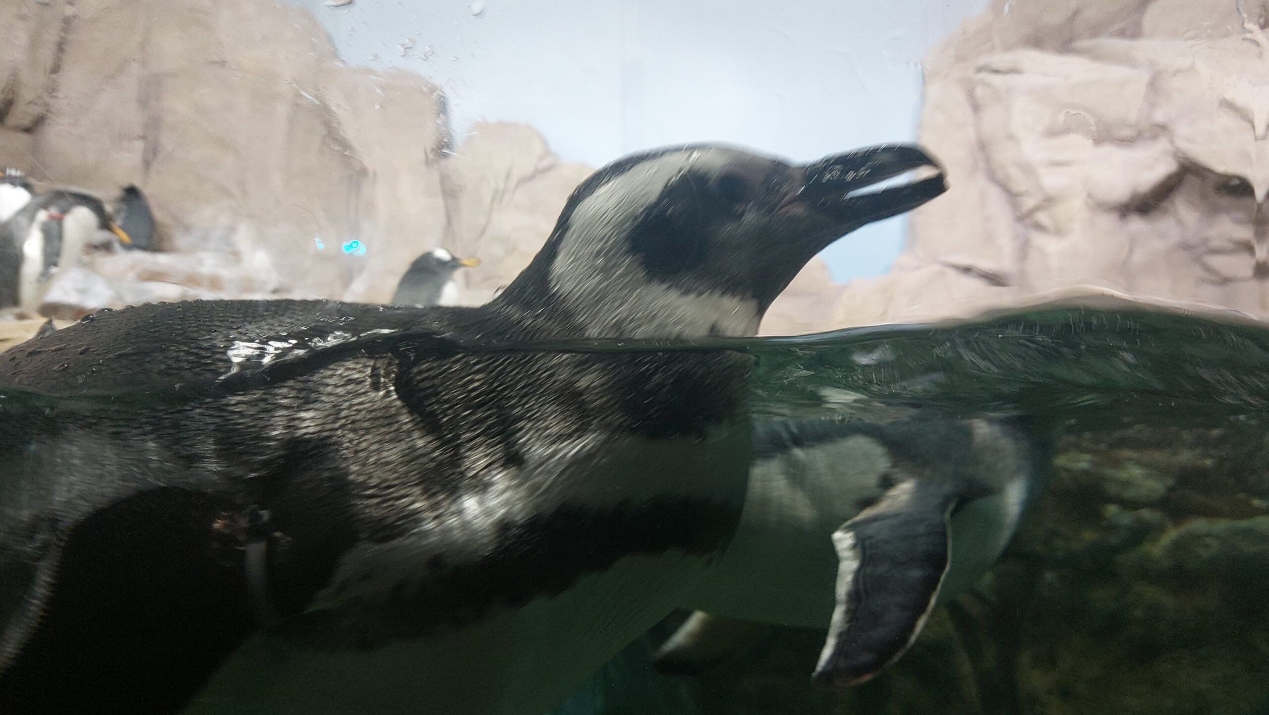 Genova - primo piano di un pinguino in acqua - foto di Tina Rossi Zetatielle Magazine