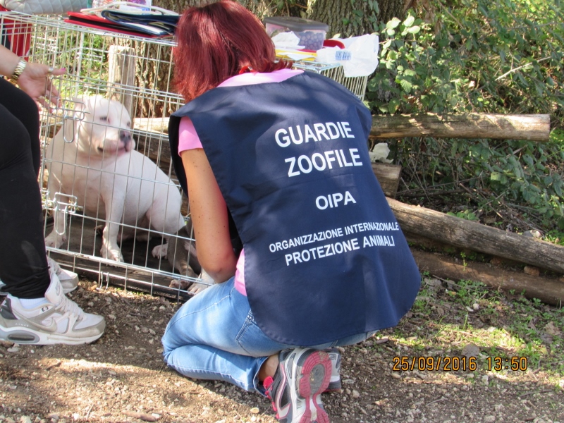 mutilazioni estetiche - una guardia zoofila dell'Oipa, con giubbotto blu sta soccorrendo in una gabbia un cane
