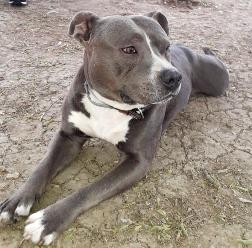 Jason il pitbull sfrattato ha il manto marrone con una grossa chiazza bianca che dal collo va fino alla pancia, è sdraiato nell'erba