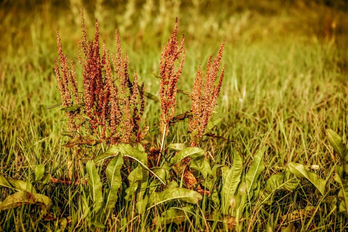 acetosa fiorita in un campo in estate con fiori porpora