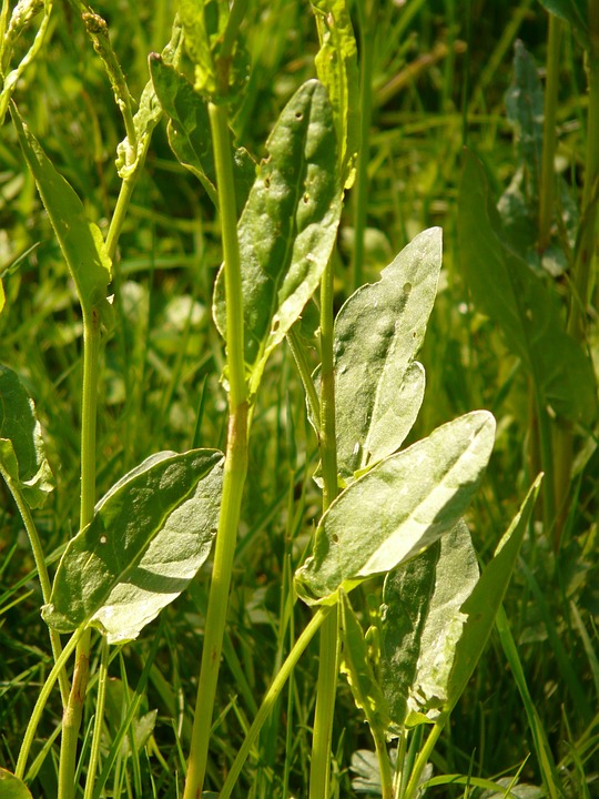 foglie di acetosa molto verdi