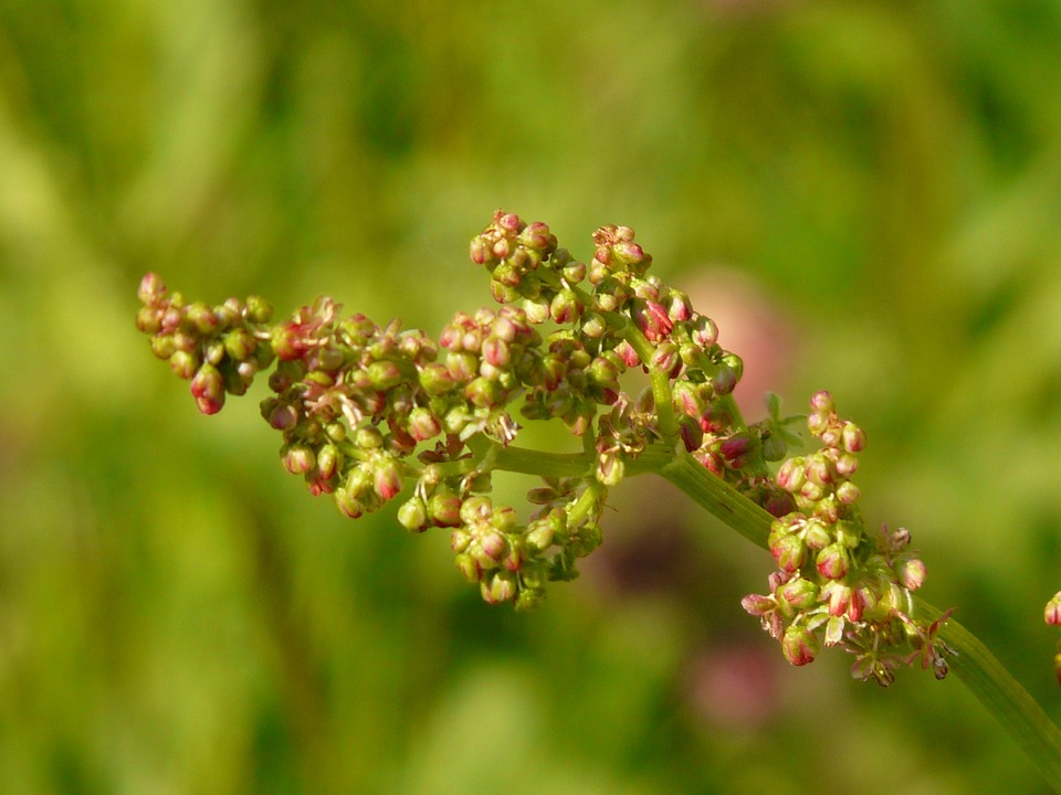 piccoli fiori di acetosa