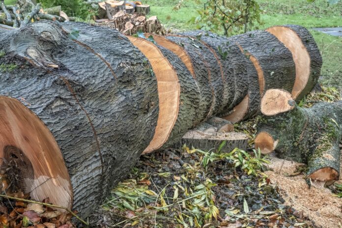 deforestazione - nella foto in primo piano il tronco di un albero appoggiato a terra e segato in tante parti