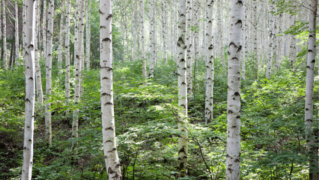 bosco di betulle