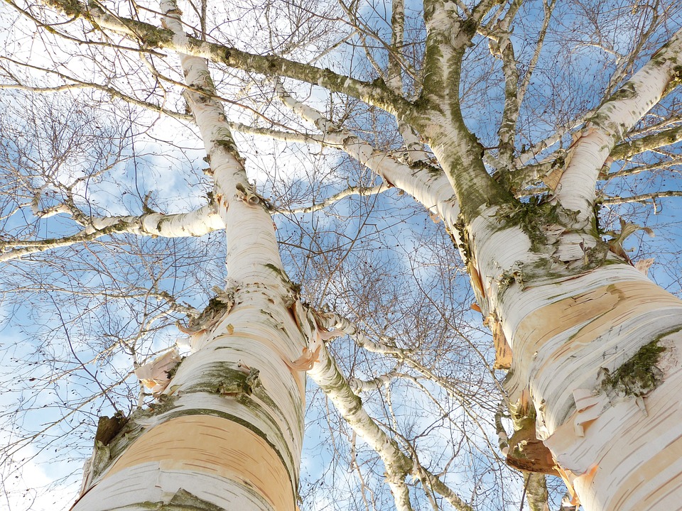 alberi corteccia di betulla da cui si ricava la linfa