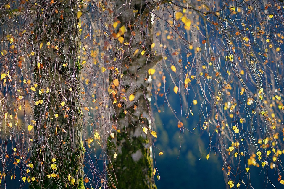 albero dibetulla con foglie argentee