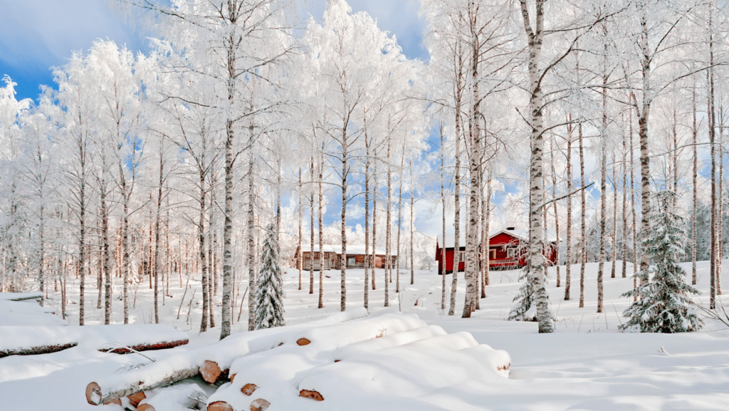bosco di betulle con neve e case in Lapponia
