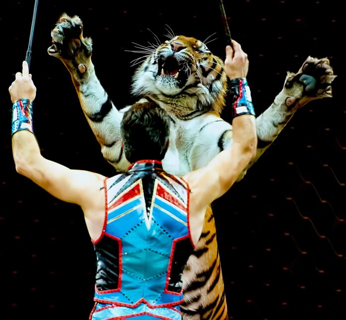 circo con gli animali - un domatore di spalle con le braccia alzate e davanti a lui un atigre che si erge su due ampe e ruggisce
