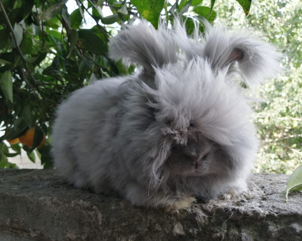 coniglio grigio d'angora