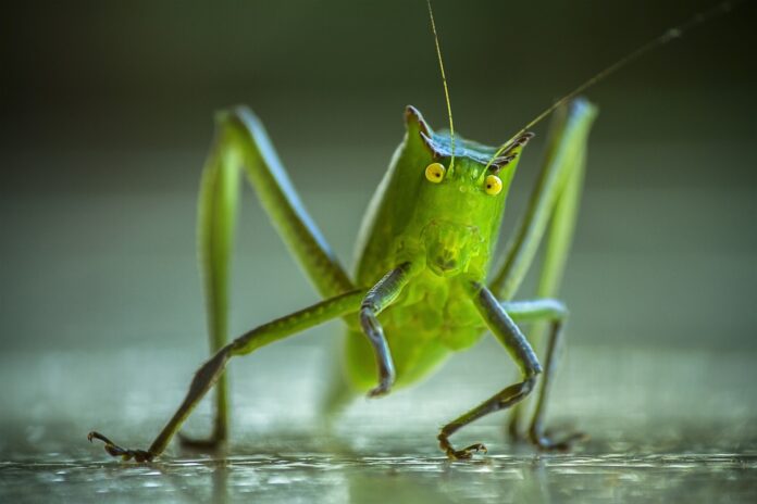 farina di grillo - un grillo verde con gli occhi stupiti