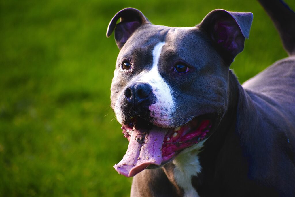 un pitbull marrone con la lingua di fuorii, ha un a macchia bianca sul muso