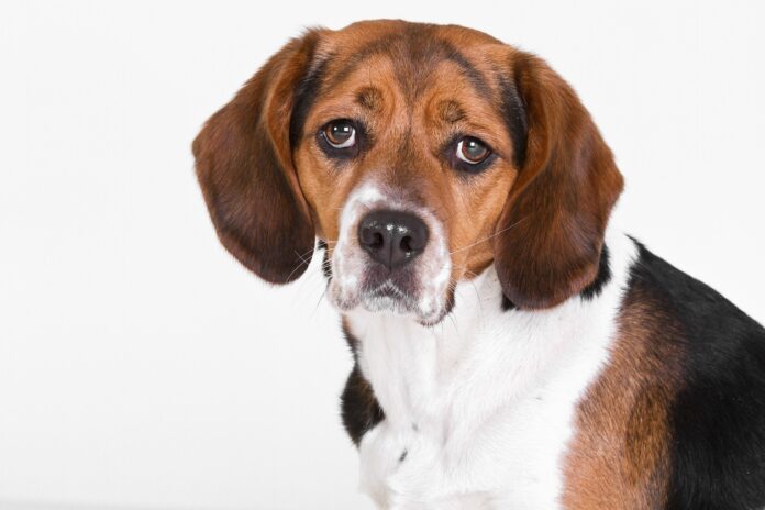 cosmetici cruelty free - nella foto un beagles binco e marrone con un'espressione triste