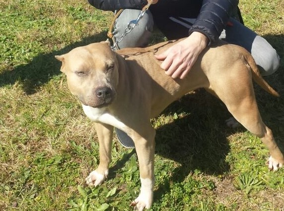 maltrattamenti su animali_ nella foto un pitbull beige con le orecchie tagliate è tenuto al guinzaglio da una guardia zoofila