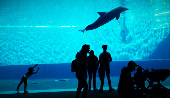 Gaslini e Acquario di Genova - nella foto le sagome di persone e babini che giuardano da l vetro un delfino nuotare in una grande vasca blu