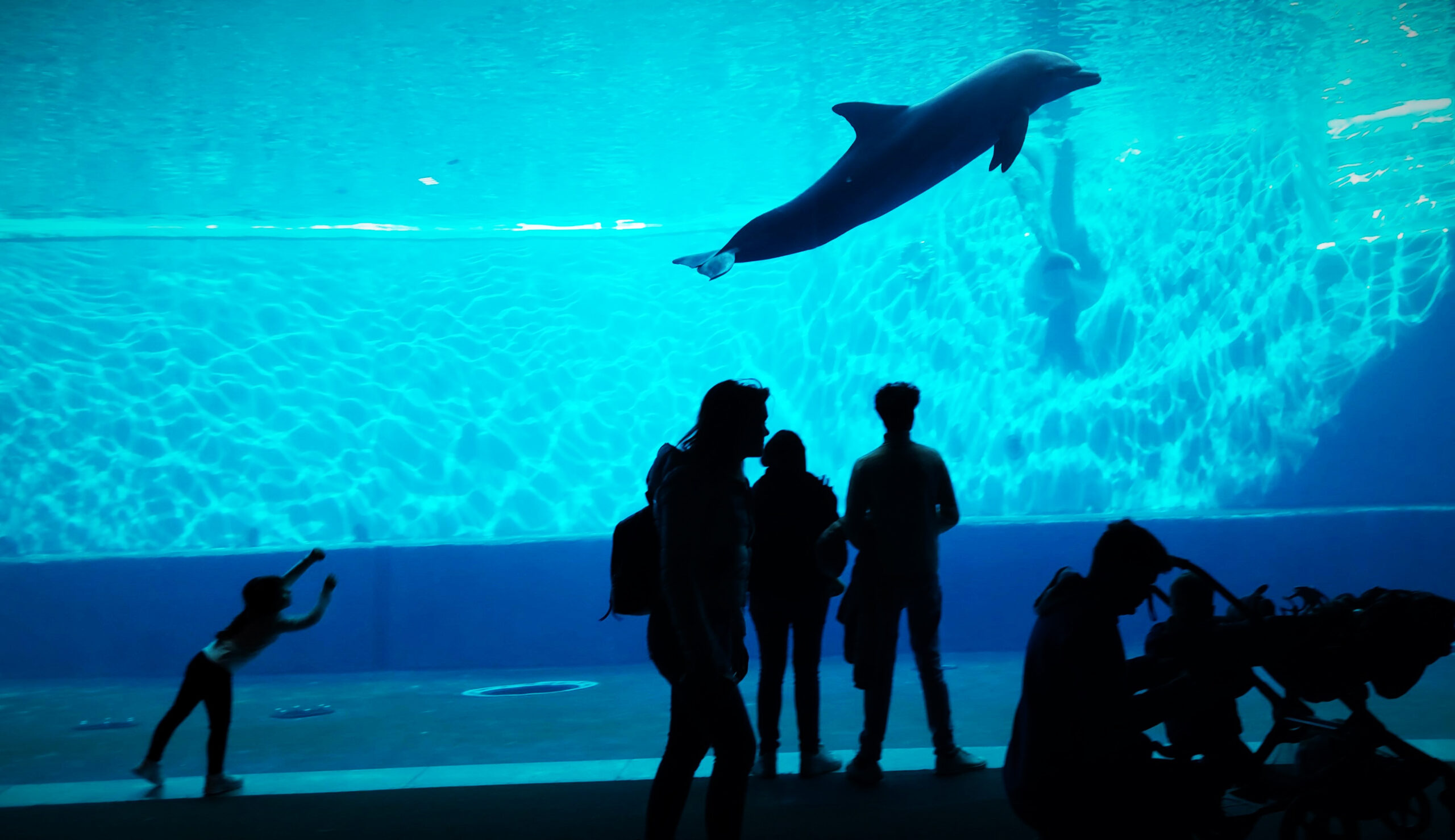 Gaslini e Acquario di Genova - nella foto le sagome di persone e babini che giuardano da l vetro un delfino nuotare in una grande vasca blu