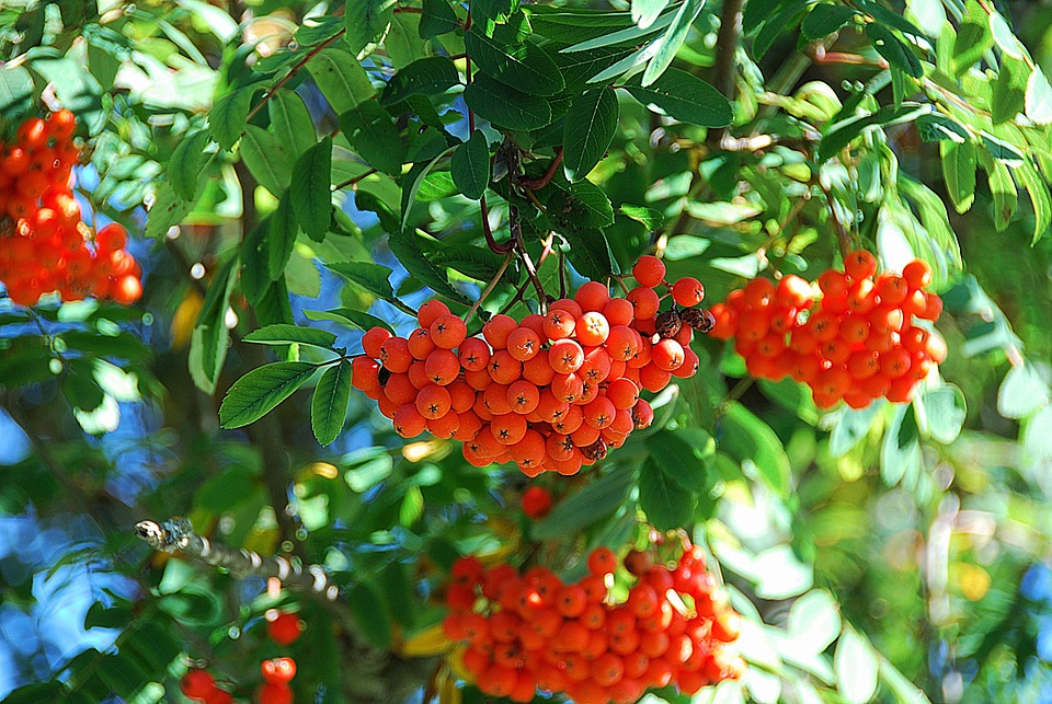 pomi maturi frutti del sorbo rosso